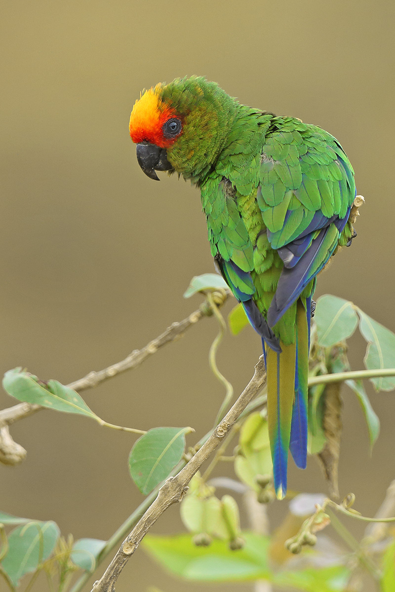 Southern Bahia State - Golden-capped Parakeet
