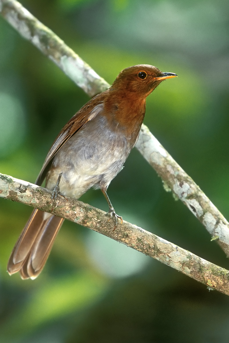 Southern Bahia State - Rufous-brown Solitaire