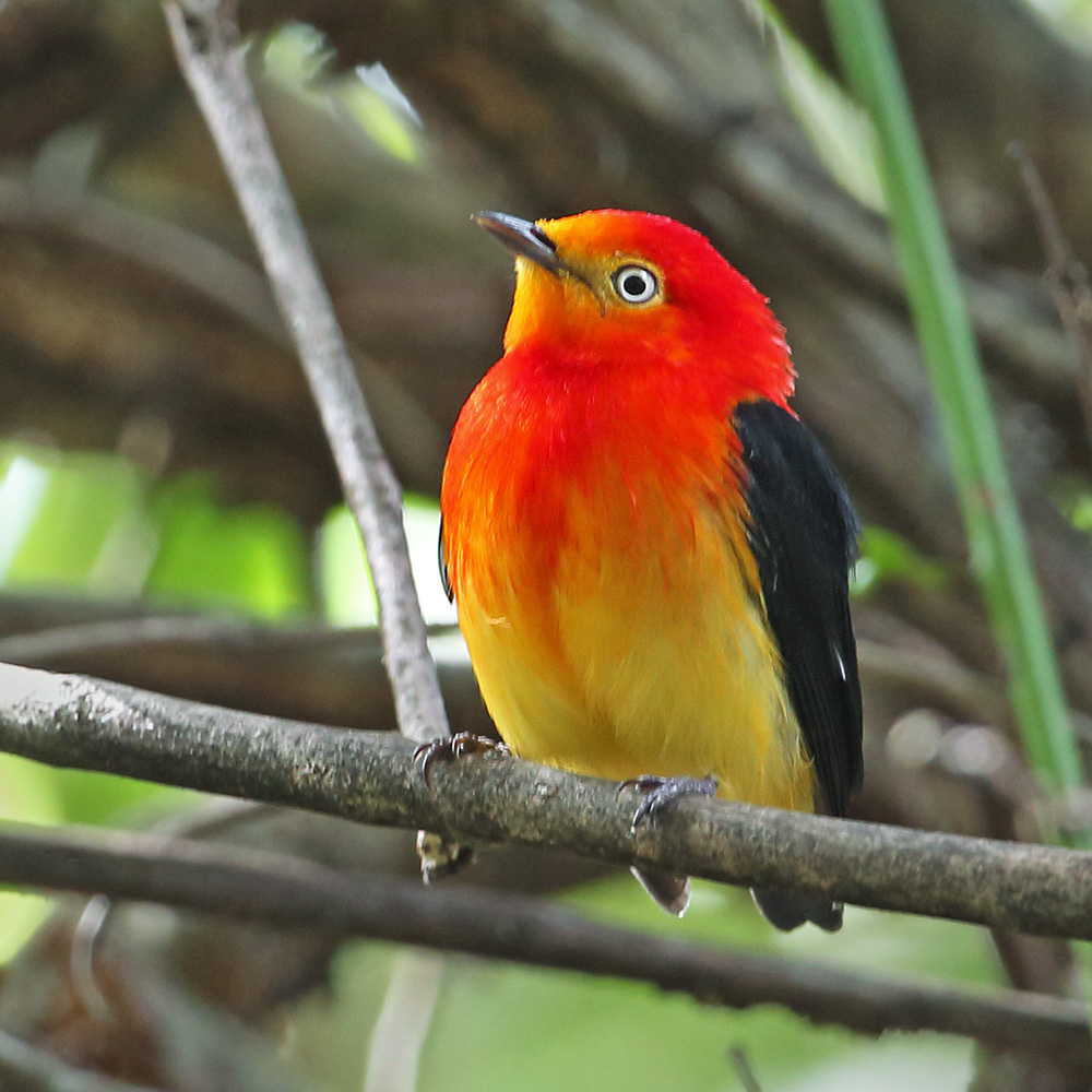 Southern Pantanal - Band-tailed Manakin