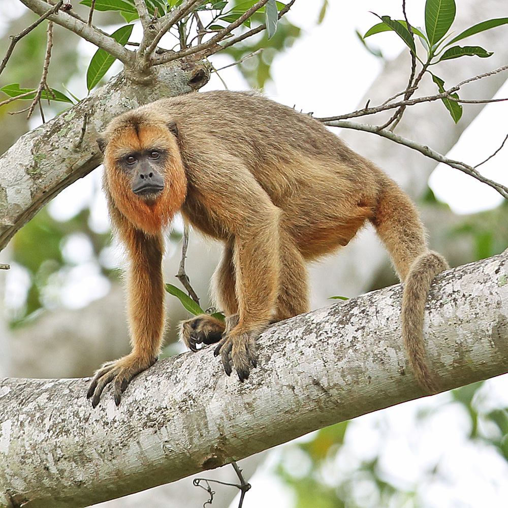 Southern Pantanal - Black Howler  Monkey