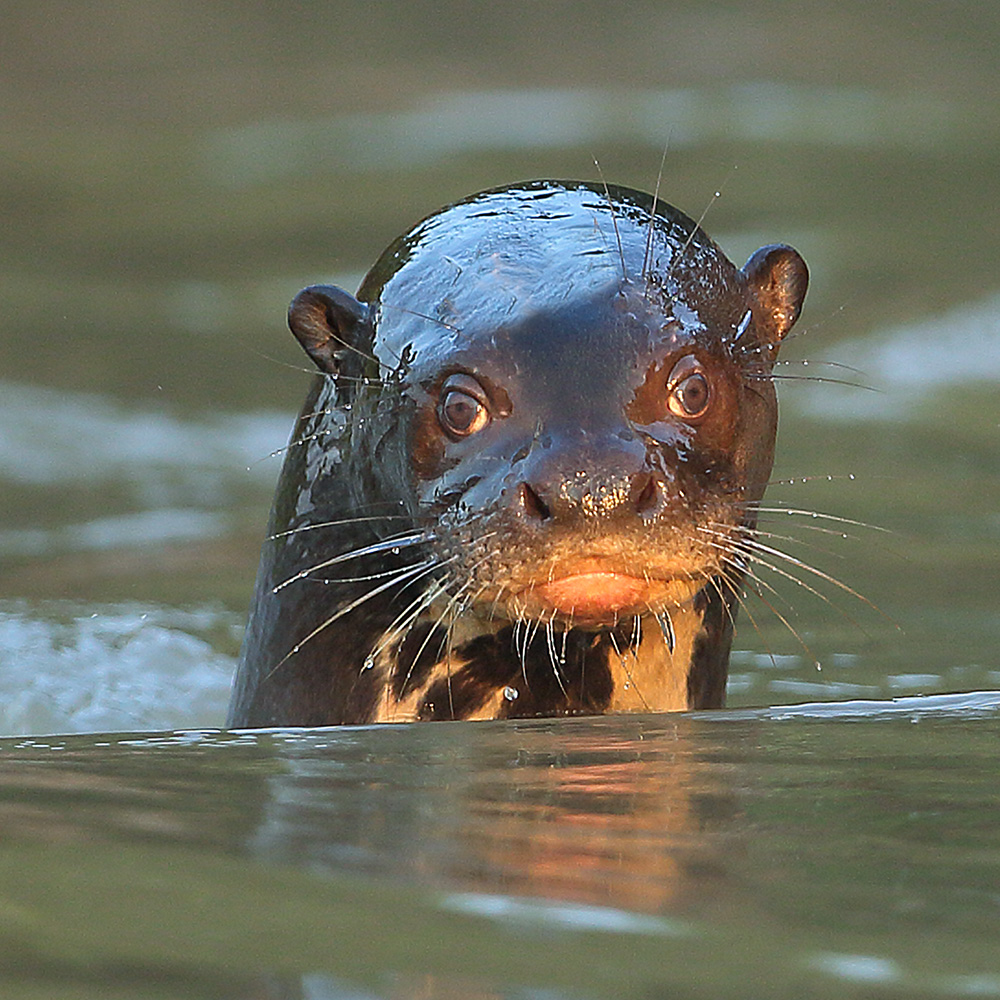 Southern Pantanal - Giant River Otter