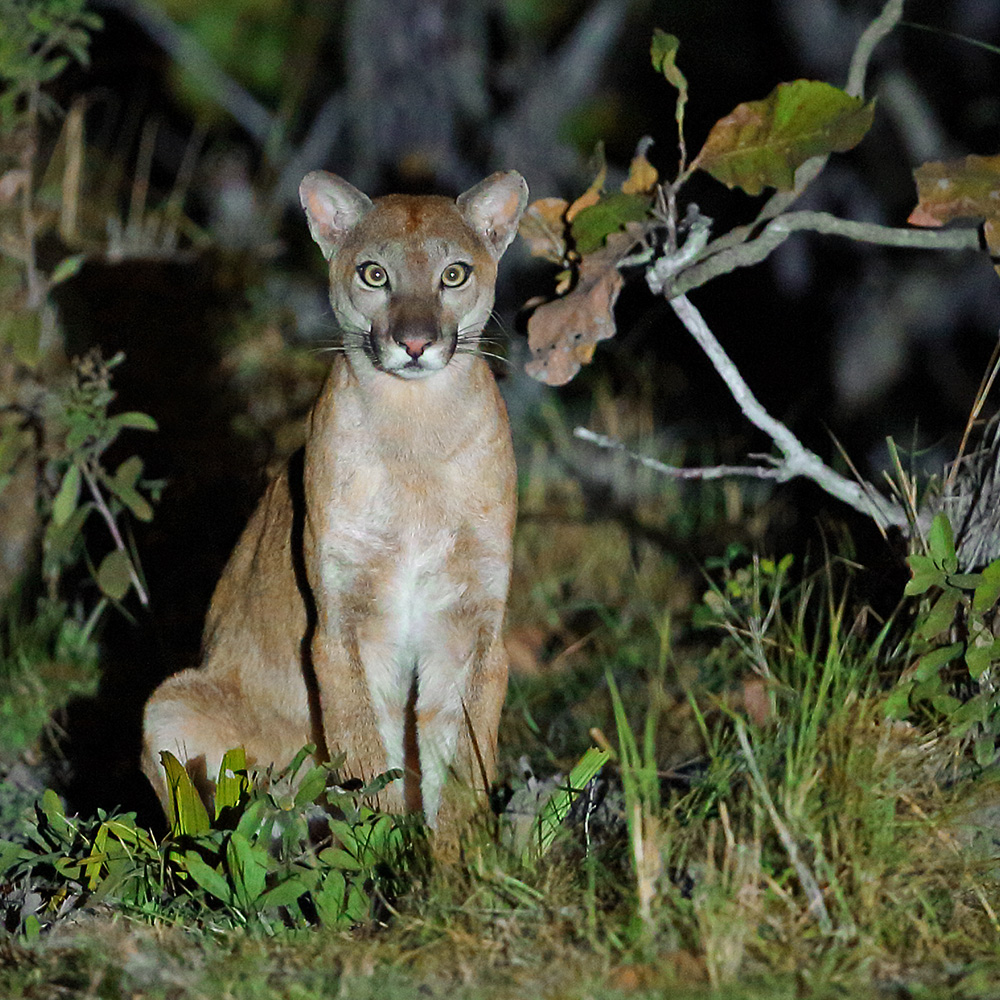 Southern Pantanal - Puma