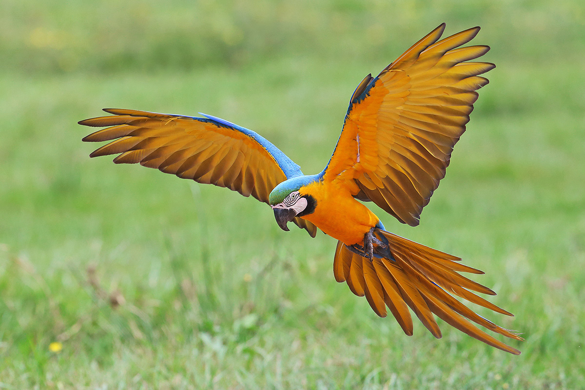Southern Pantanal - Blue-and-yellow Macaw