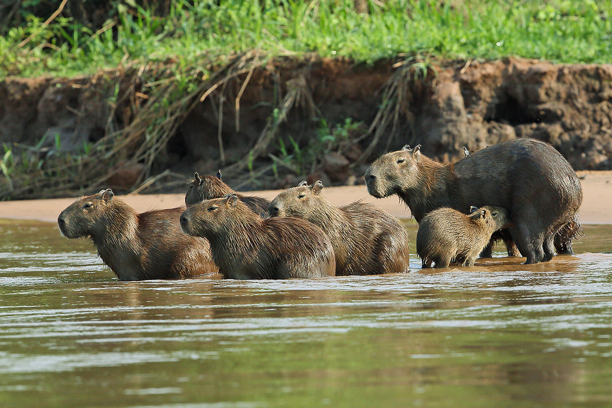 Southern Pantanal - Capibara