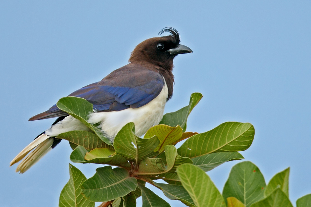 Southern Pantanal - Curl-crested Jay