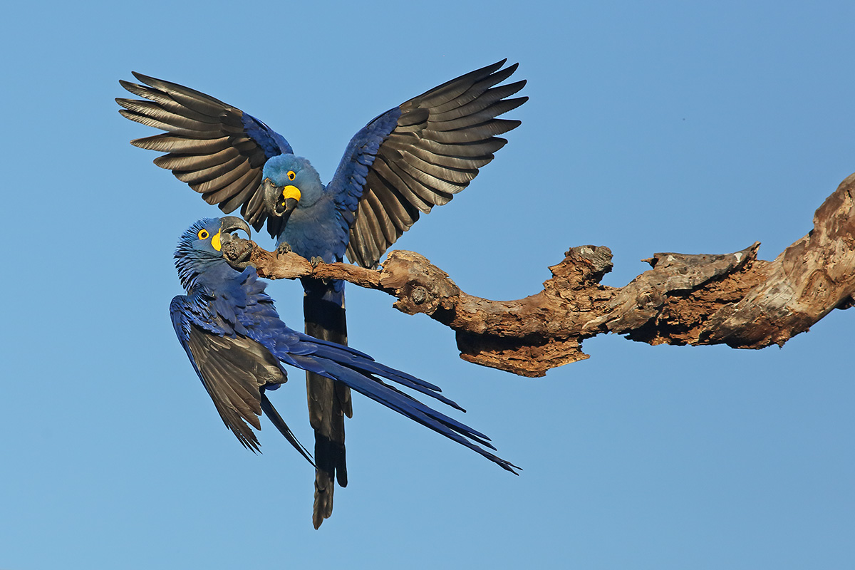 Southern Pantanal - Hyacinth Macaw