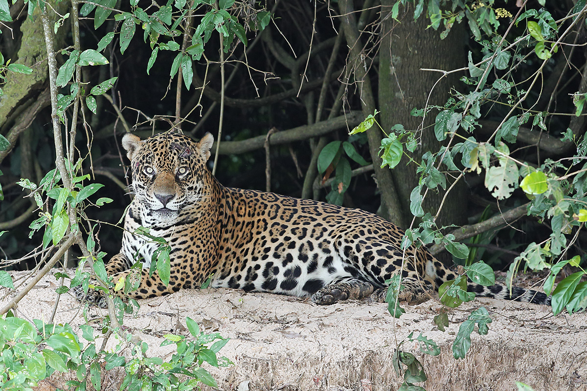 Southern Pantanal - Jaguar