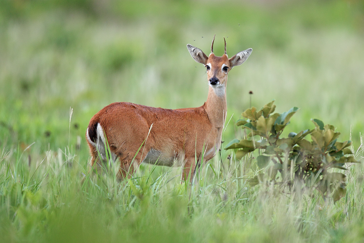 Southern Pantanal - Pampas Deer