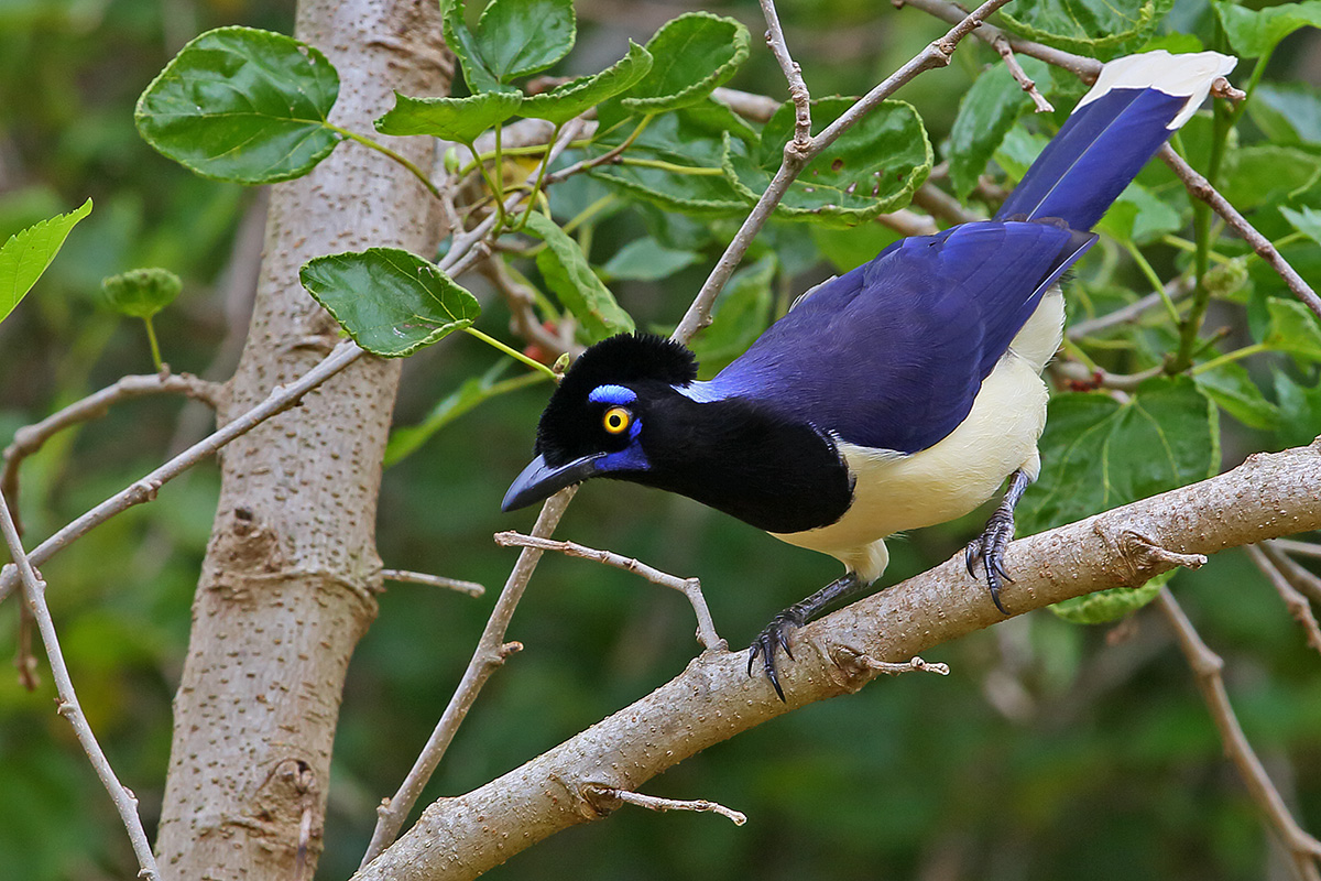Southern Pantanal - Plush-crested Jay
