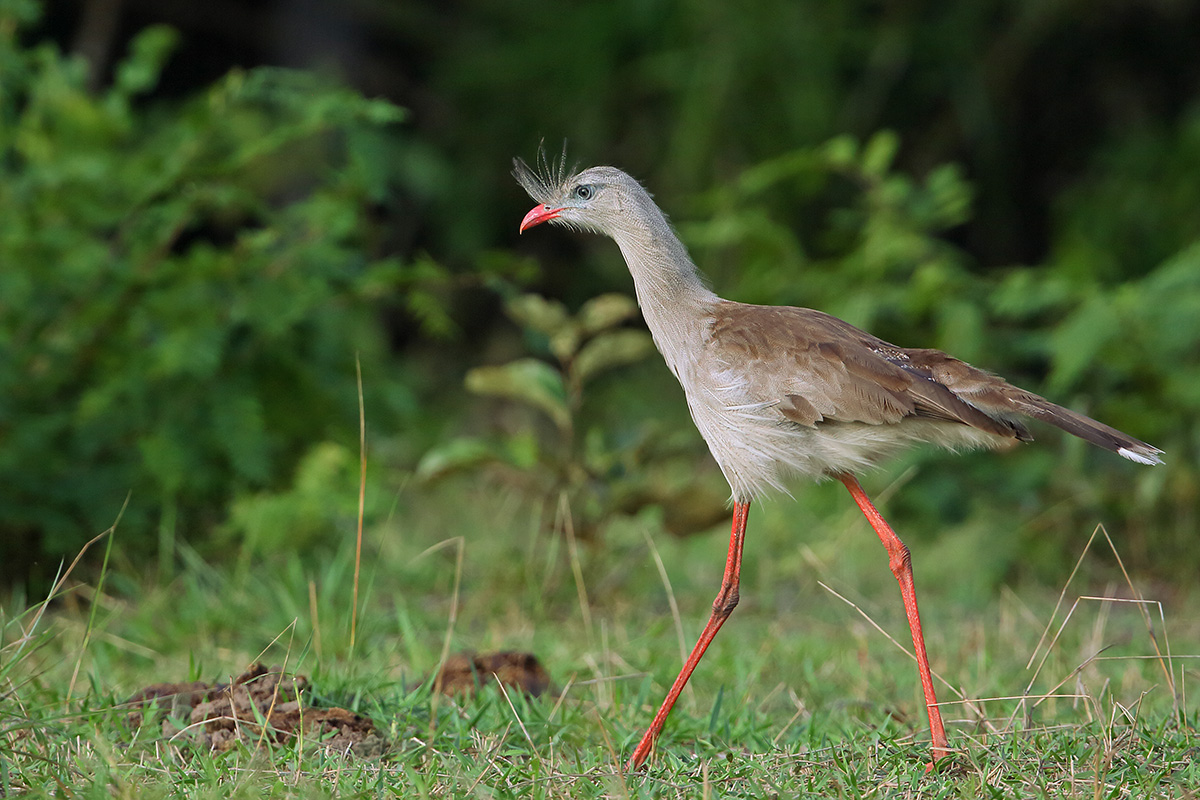 Southern Pantanal - Red-legged Seriema