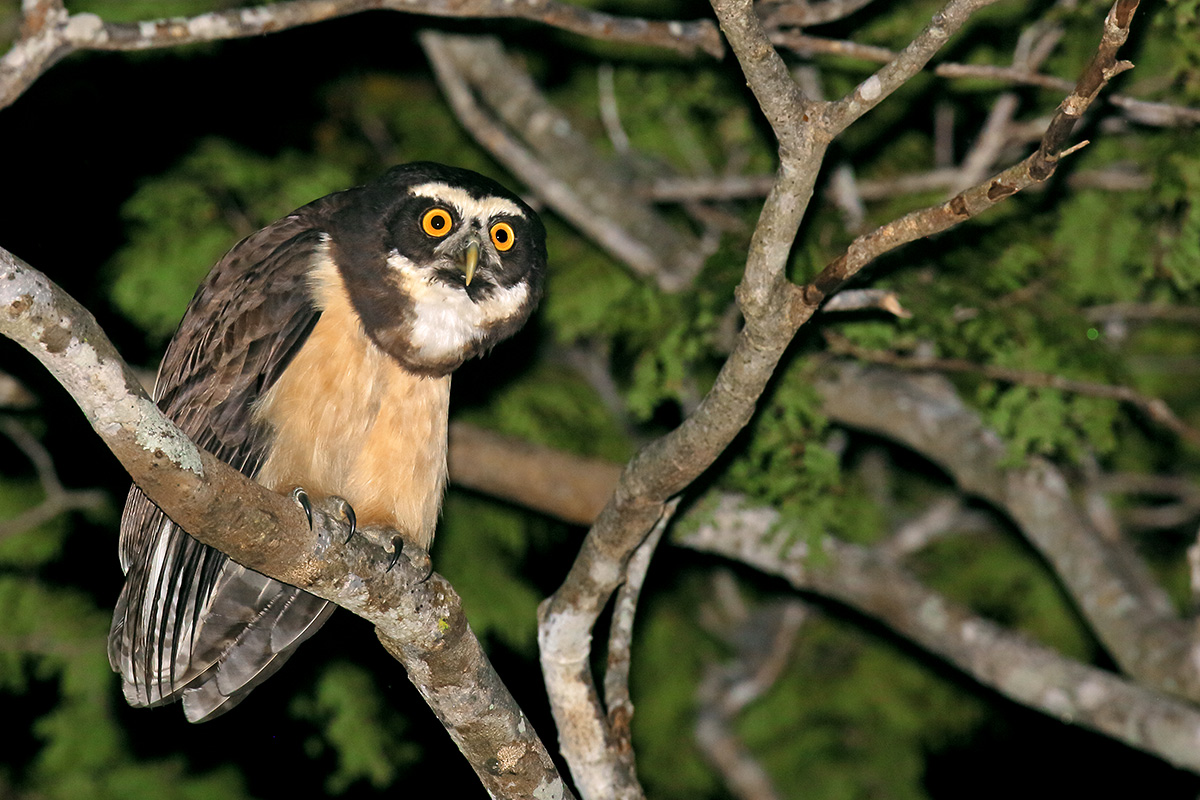 Southern Pantanal - Spectacled Owl