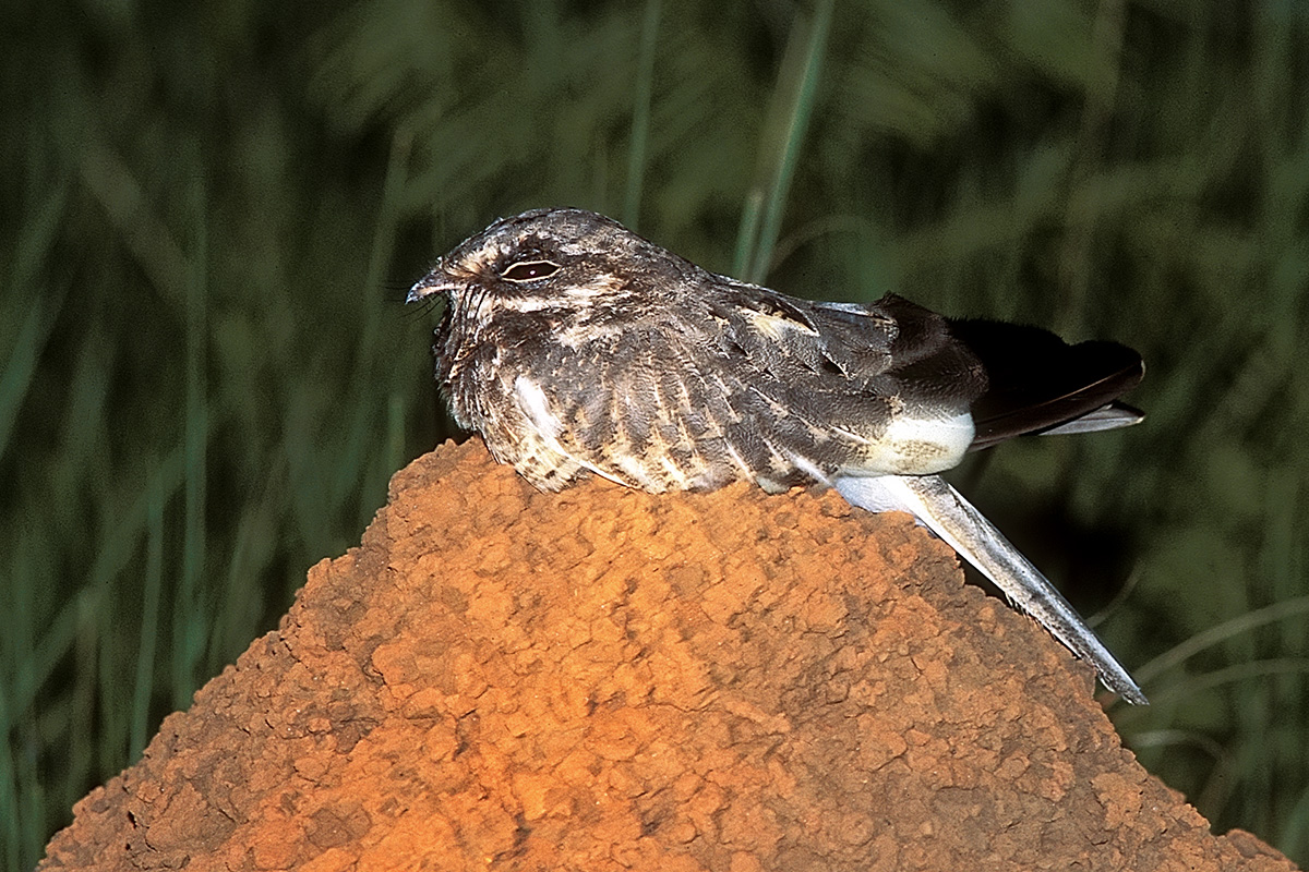 Southern Pantanal - White-winged Nightjar