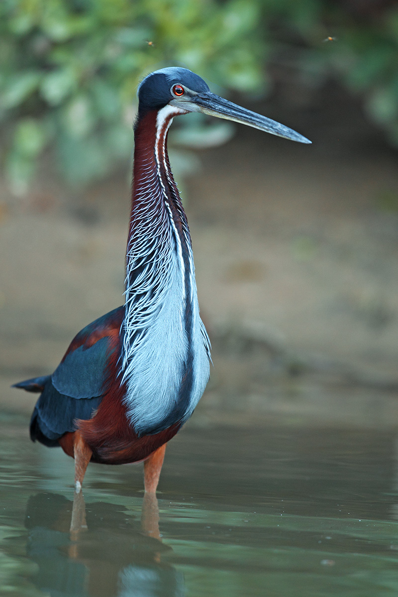 Southern Pantanal - Agami Heron