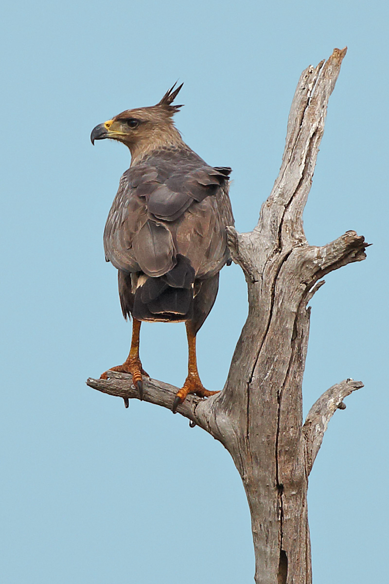 Southern Pantanal - Crowned Eagle