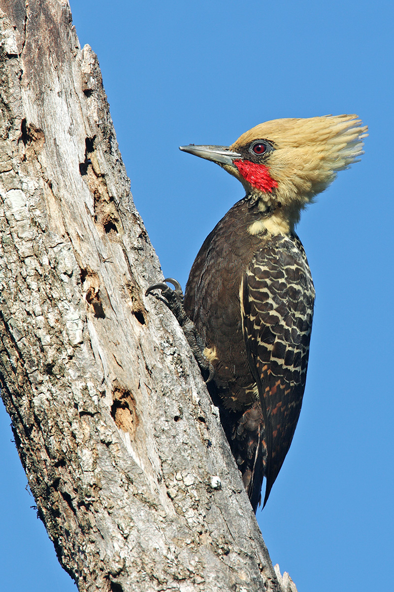 Southern Pantanal - Pale-crested Woodpecker