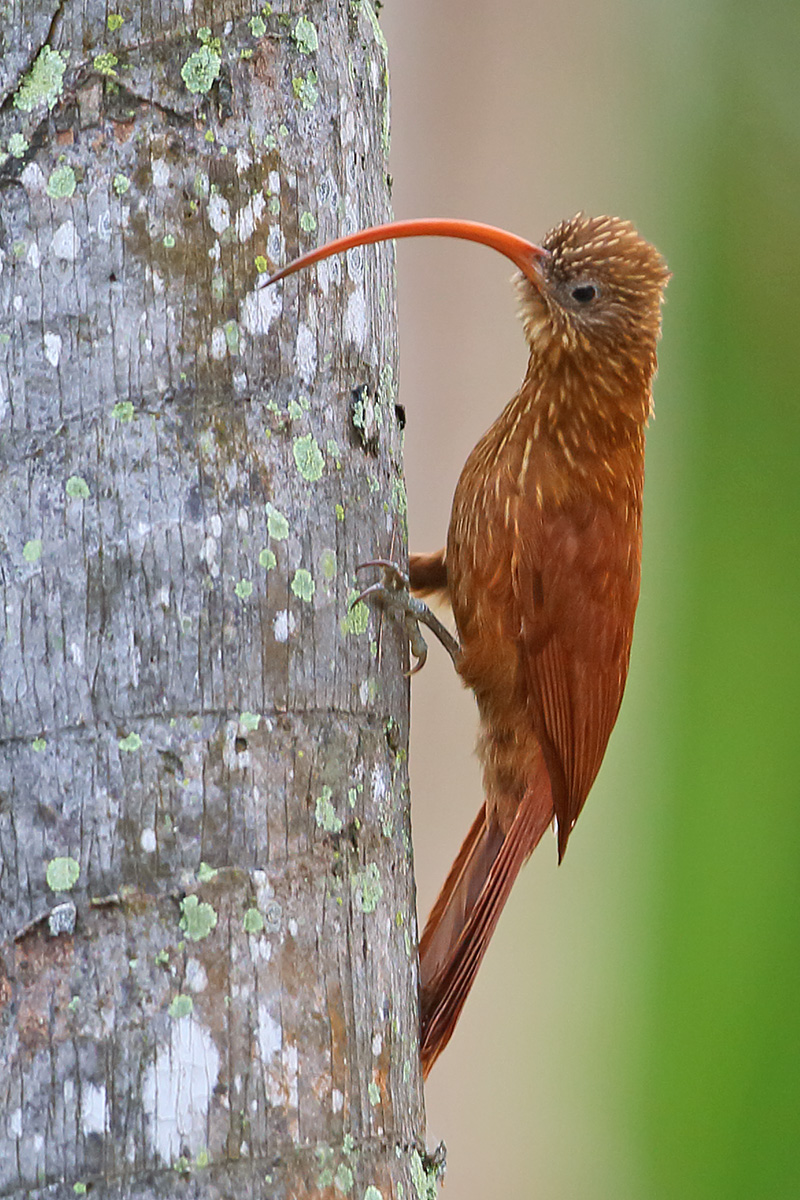 Southern Pantanal - Red-billed Scythebill