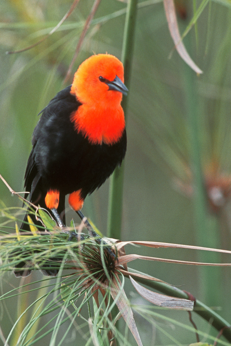 Southern Pantanal - Scarlet-headed Blackbird
