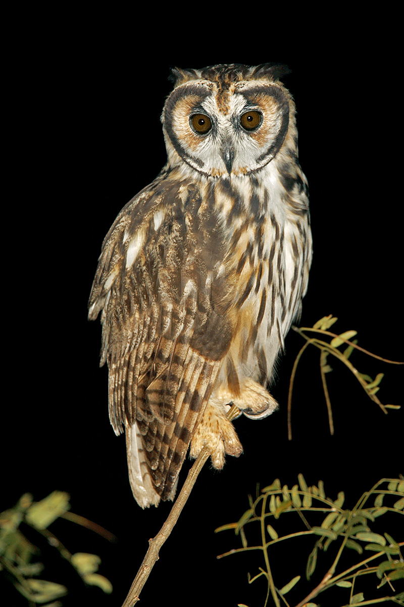 Southern Pantanal - Striped Owl