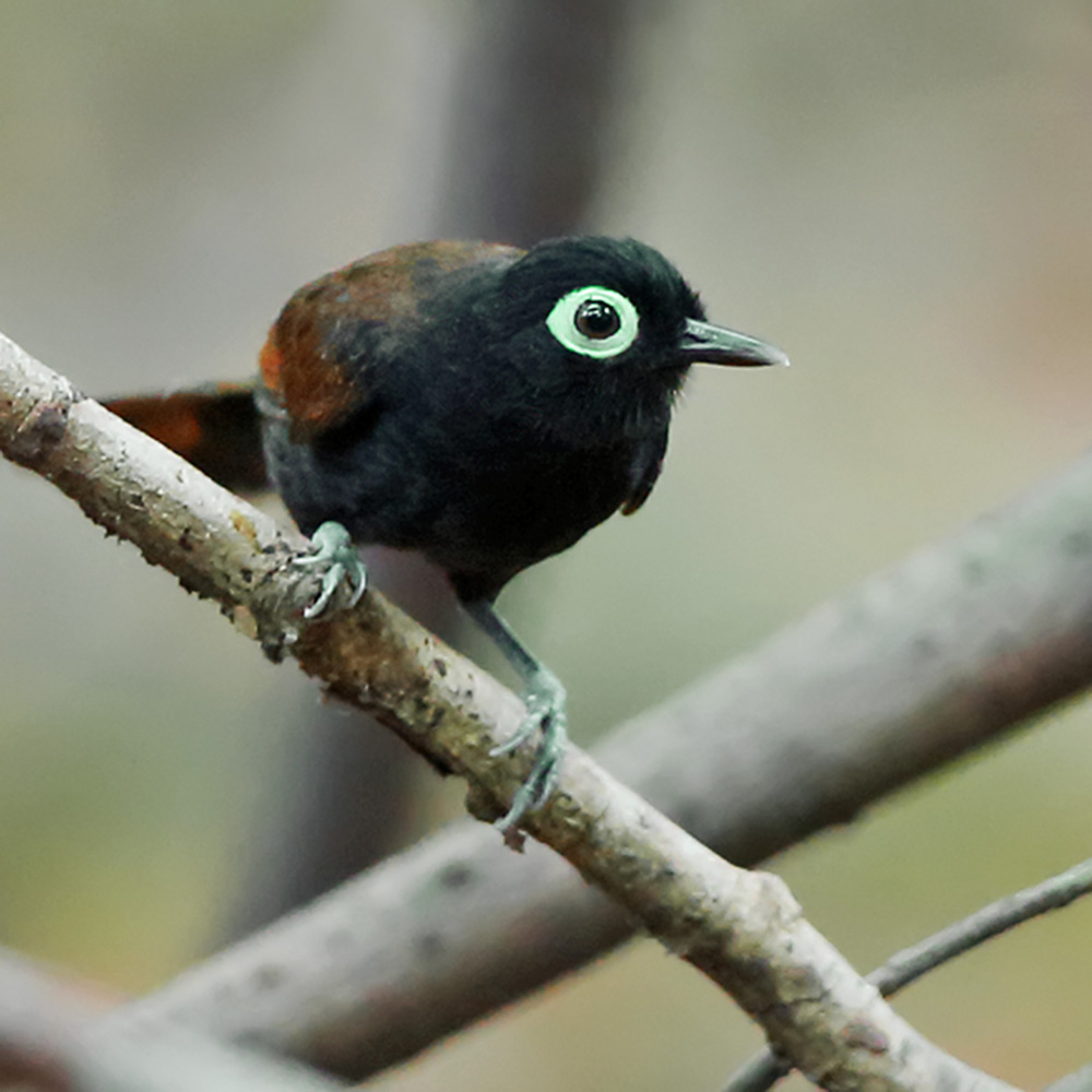 Thaimaçu Lodge -  Bare-eyed Antbird