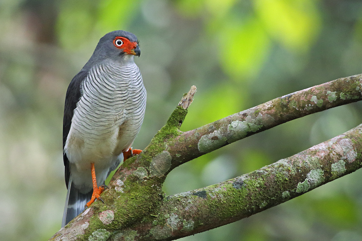 Thaimaçu Lodge -  Cryptic Forest-Falcon