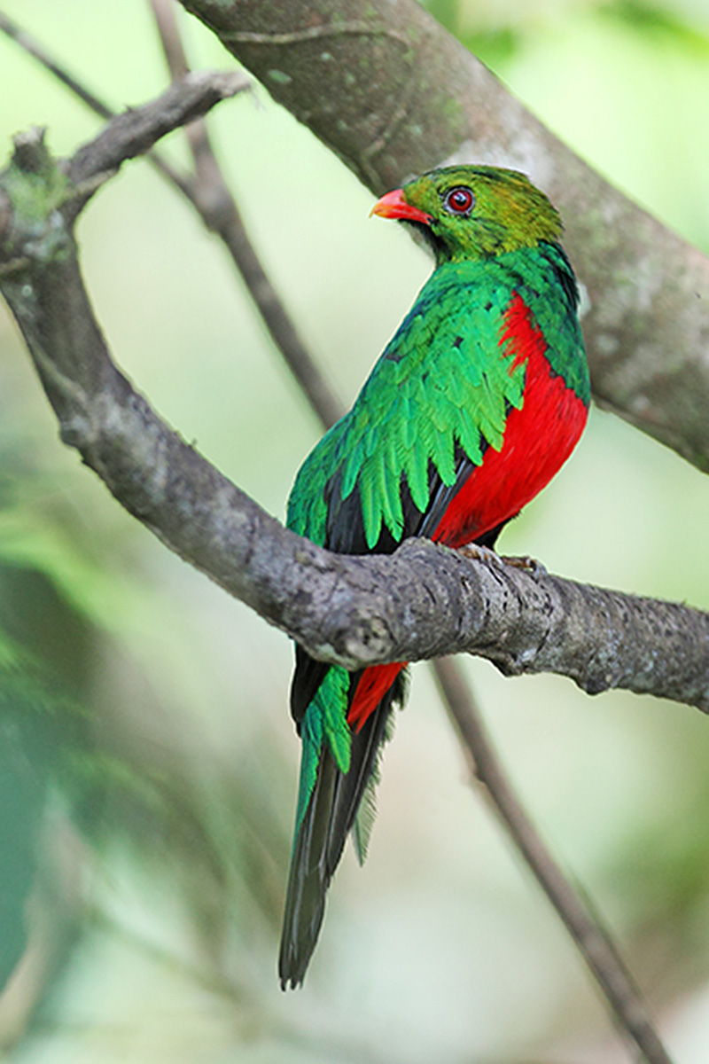 Thaimaçu Lodge -  Pavonine Quetzal