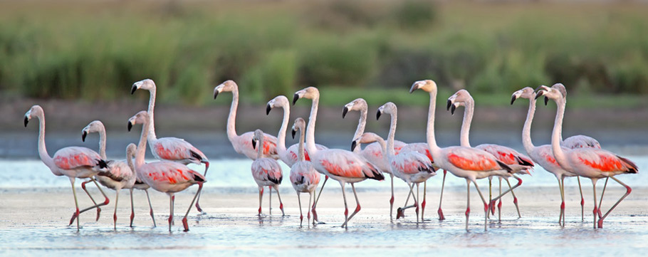 Lagoa do Peixe National Park - Chilean Flamingo