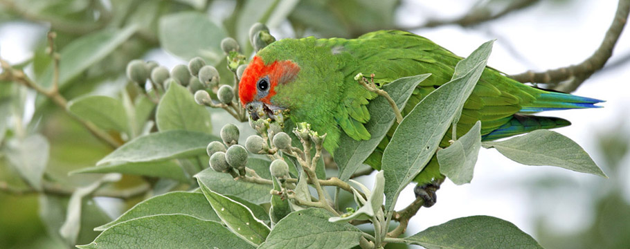Intervales State Park - Red-capped Parrot