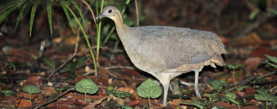 Intervales State Park - Solitary Tinamou