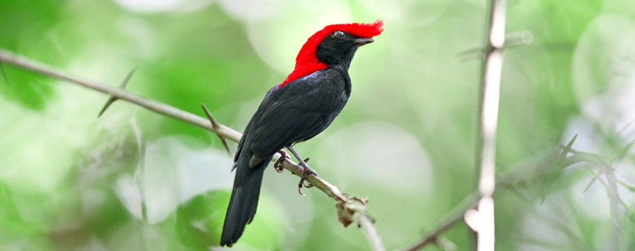 Bacury Forest Reserves - Helmeted Manakin