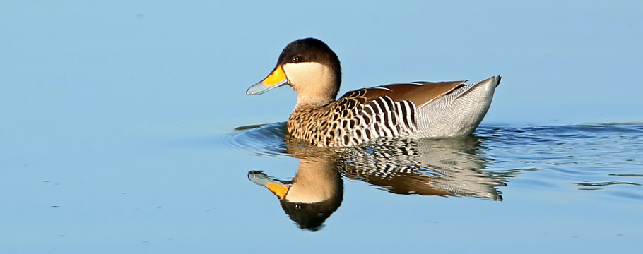 Bacury Forest Reserves - Silver Teal