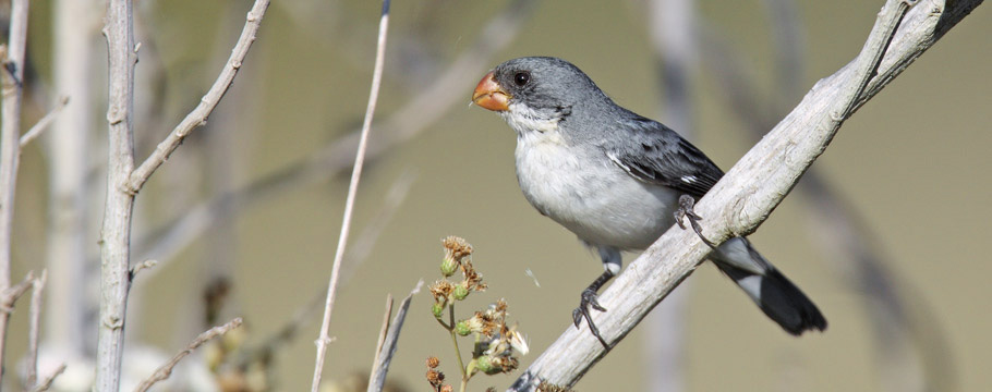 Bacury Forest Reserves - White-bellied-Seedeater