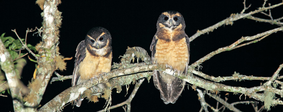 Itatiaia National Park - Tawny-browed Owl