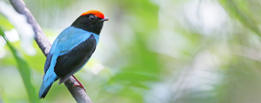 Reserva Ecológica de Guapiaçu (REGUA) - Swallow-tailed Manakin
