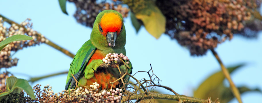 Serra da Canastra National Park - Golden-capped Parakeet