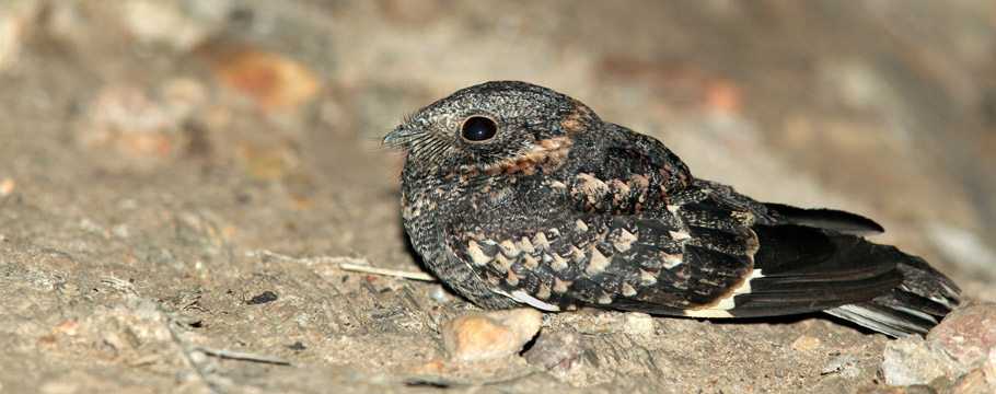Serra do Cipó National Park - Band-winged Nightjar