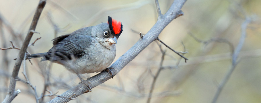 Serra do Cipó National Park - Pileated Finch