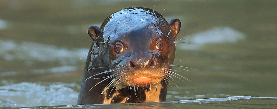 AGUAPE LODGE - Southeastern Pantanal - Giant Otter