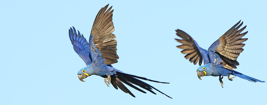 AGUAPE LODGE - Southeastern Pantanal - Hyacinth Macaw