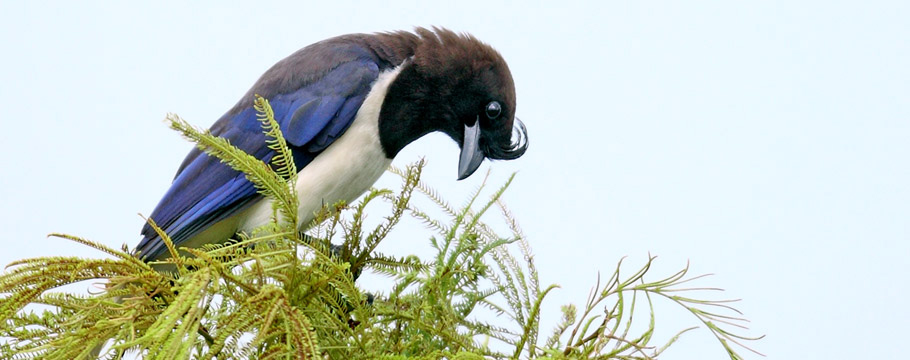 Emas National Park - Curl-crested Jay