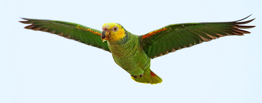 Emas National Park - Yellow-faced Parrot