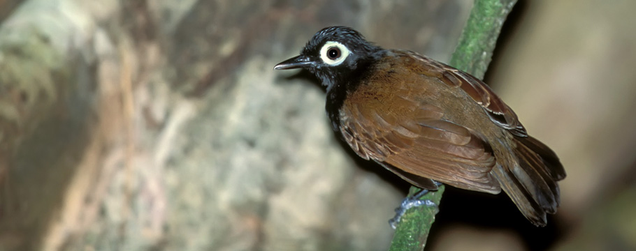 Cristalino Lodge - Alta Floresta - Bare-eyed Antbird