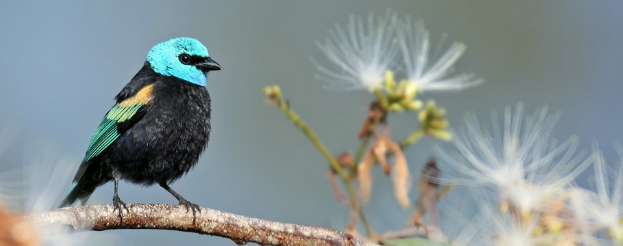 Jardim da Amazônia Lodge - Blue-necked Tanager