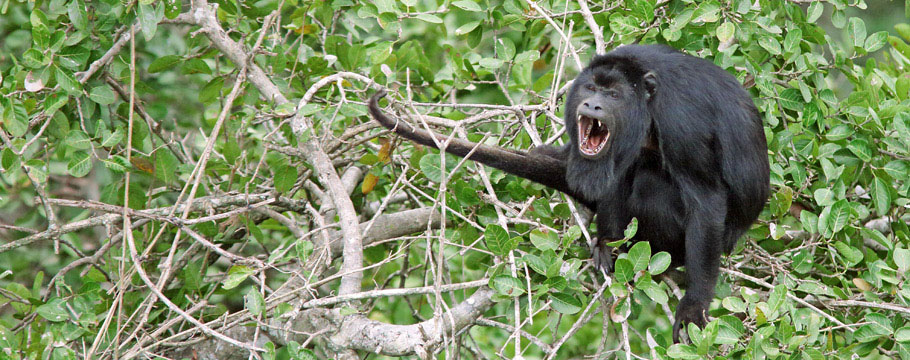 JAGUAR KINGDOM - Photo Safari - Black Howler Monkey