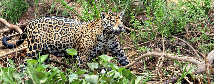 JAGUAR KINGDOM - Photo Safari - Jaguar