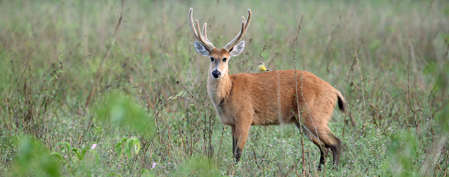 JAGUAR KINGDOM - Photo Safari - Marsh Deer
