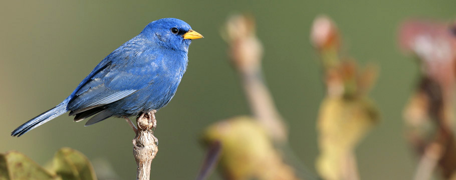 Chapada dos Guimarães National Park - Blue Finch