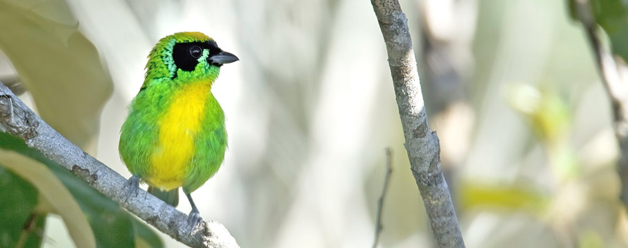 Rio Roosevelt Lodge - Green-and-gold Tanager