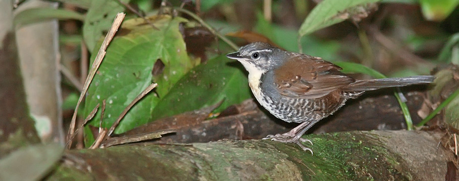 Rio Roosevelt Lodge - Rusty-belted Tapaculo