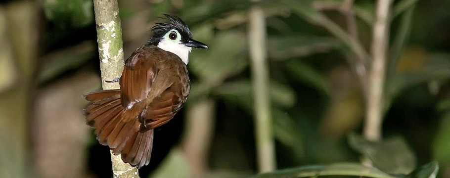 Rio Roosevelt Lodge - White-breasted Antbird