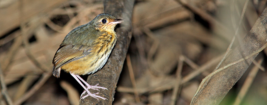 Carajas National Forest - Amazonian Antpitta